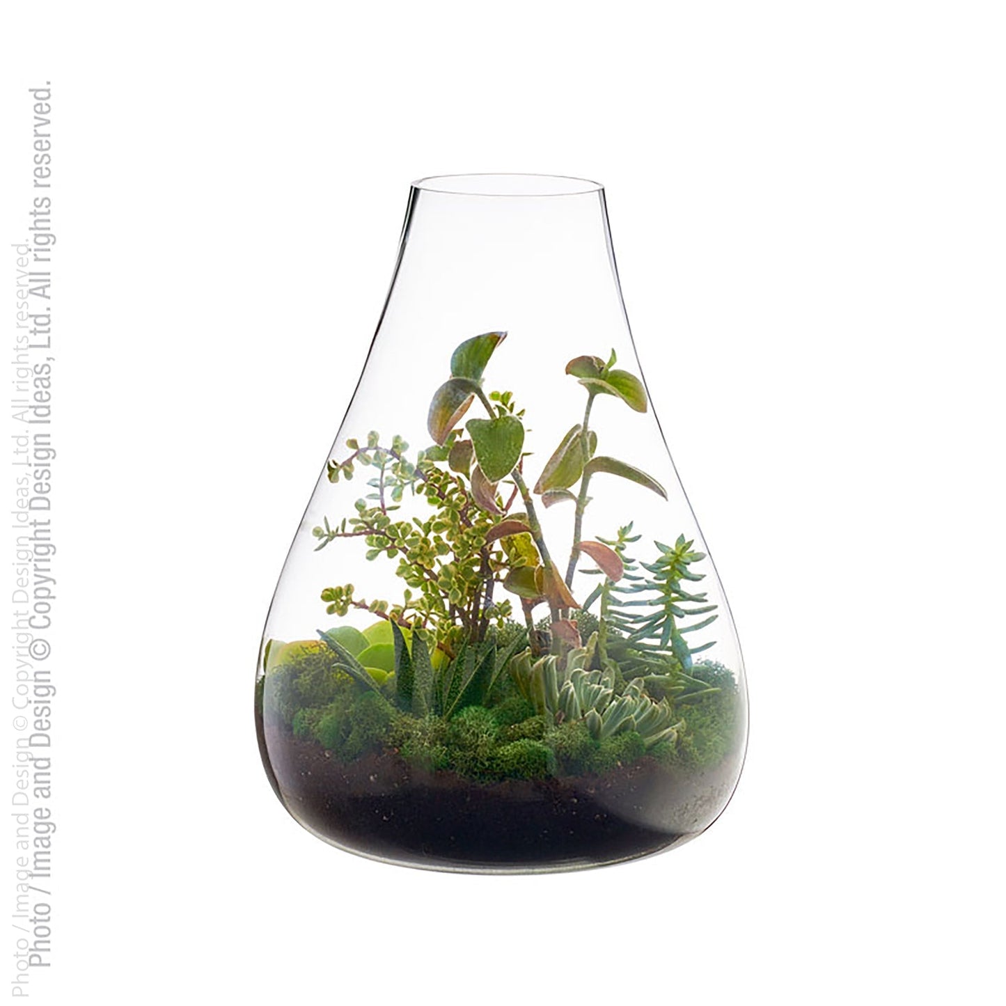 Bubble Glass Terrariums