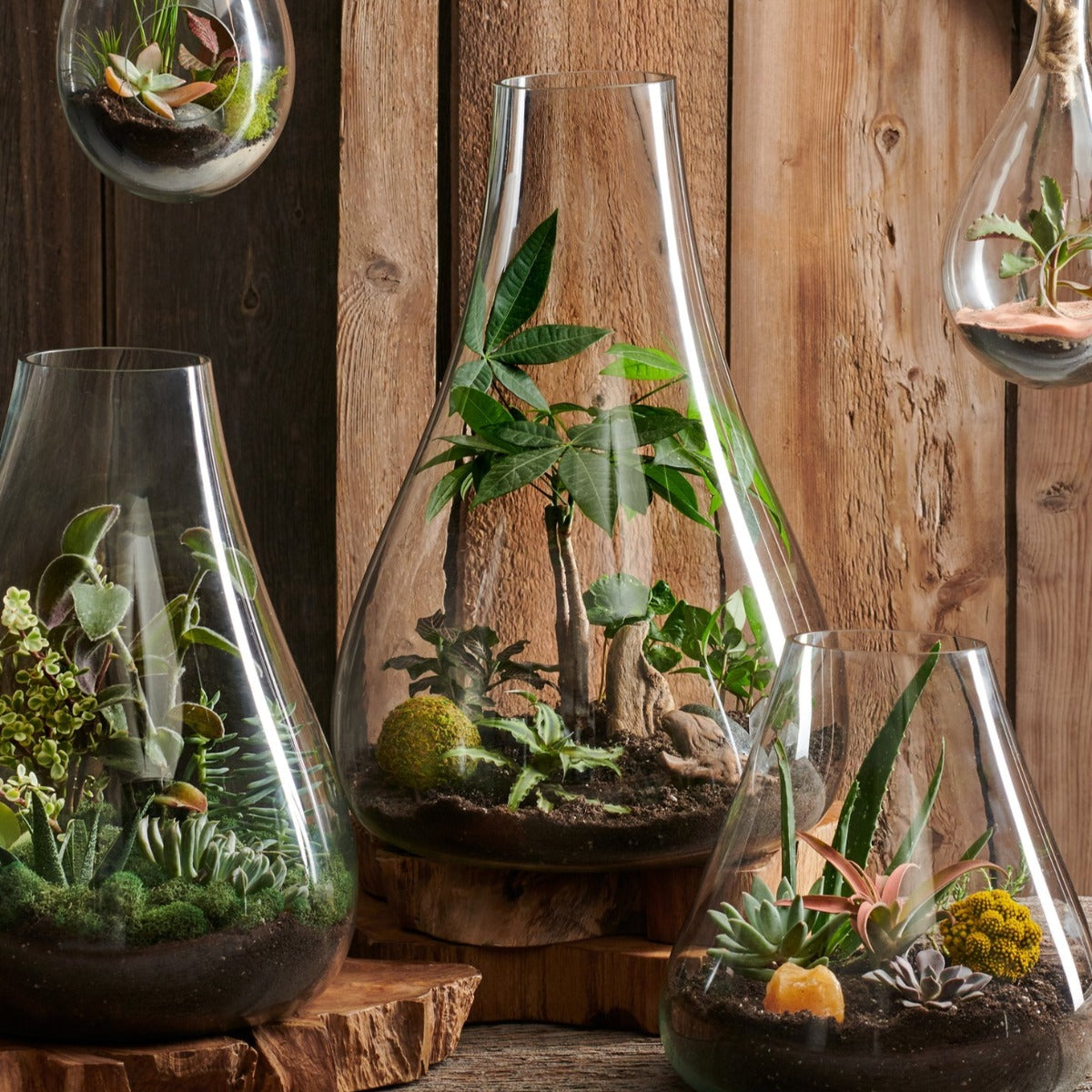Bubble Glass Terrariums