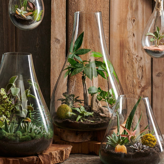 Bubble Glass Terrariums
