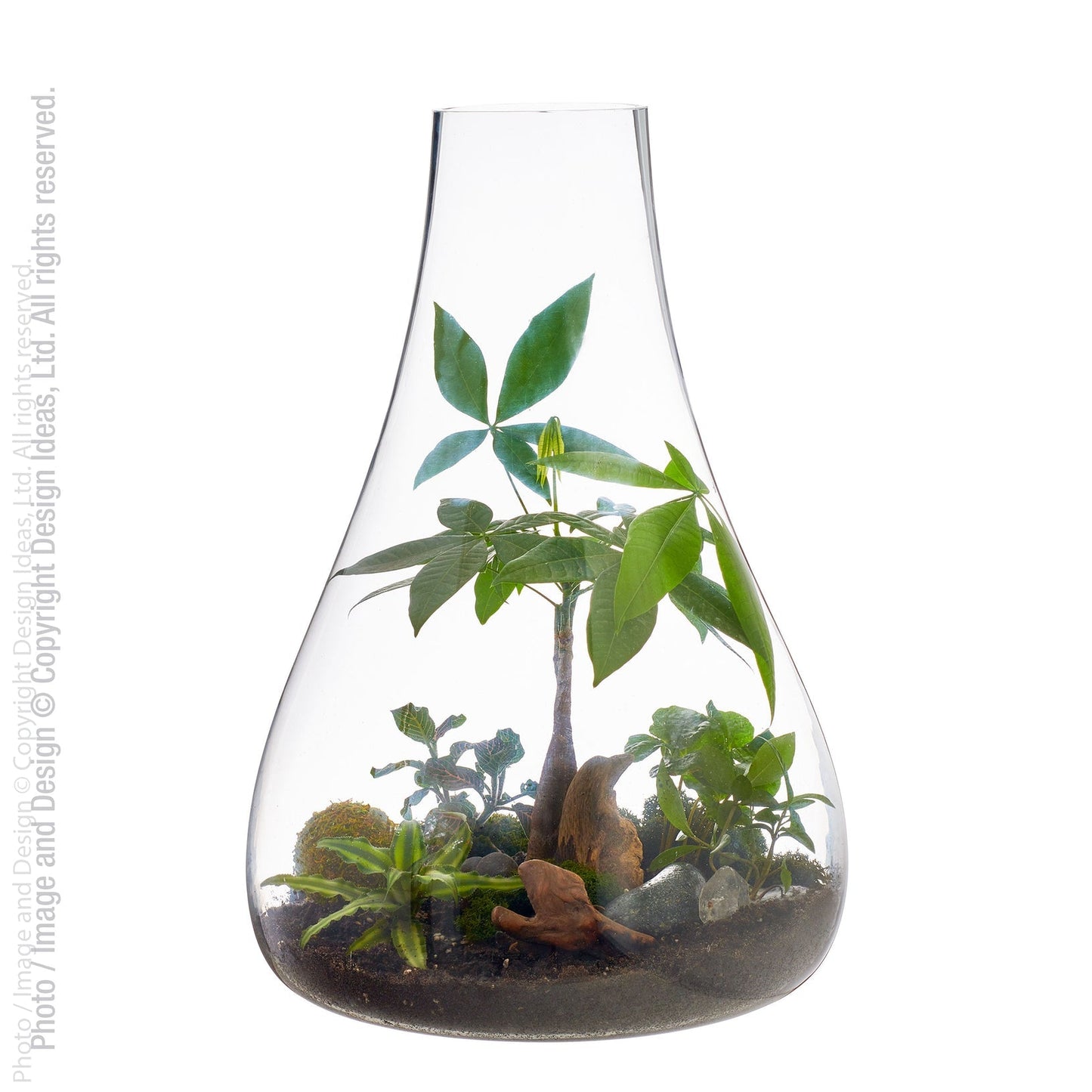 Bubble Glass Terrariums